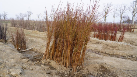 Состоялась поставка первой партии дагестанских саженцев черешни в Узбекистан